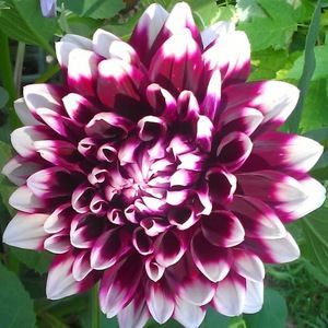 Meet your Posher, Tracee